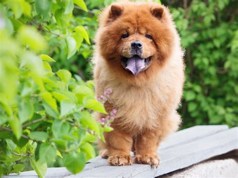 how much are dogs in china